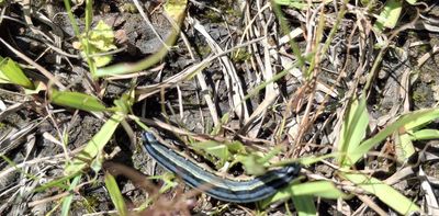 Can a newly discovered soil fungus stop the devastating African armyworm when chemicals have failed?
