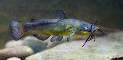 Some animals catch cancer from others in their species – here’s why humans aren’t one of them
