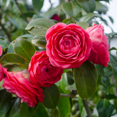 5 plants you can water with coffee – experts say these acid-loving varieties appreciate an occasional fix
