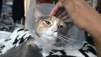 Massachusetts woman horrified after her mom allegedly declaws her cat against her will, ‘I asked her if she was joking’