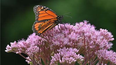 Want More Bees and Butterflies? Grow This Native Plant With Huge Flower Clusters That Pollinators Can't Resist