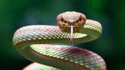 Europe is becoming too hot for some cold-blooded snakes, but one region could become their last major refuge