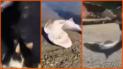 Washington cops arrest man for protected shark fishing. Once he got them to land, he wrestled them: ‘all of their babies die’