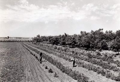In the 1930s, the Dust Bowl devastated America but Franklin D. Roosevelt's massive tree-planting project is still protecting US farmland nearly 90 years later