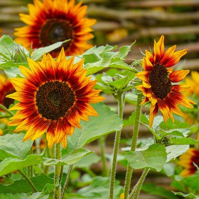 Why are my sunflowers not flowering? 7 reasons your plants aren't blooming as they should and what to do about it