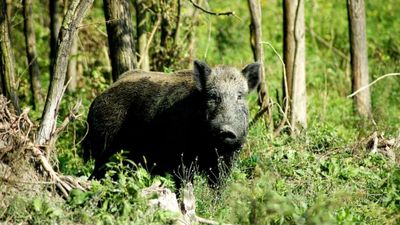 In 1802, a French explorer released pigs on Kangaroo Island; 224 years later, Australia has finally removed them