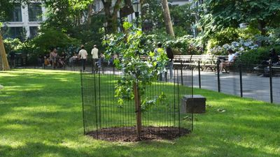 A seed that flew around the moon grew into this tree in NYC