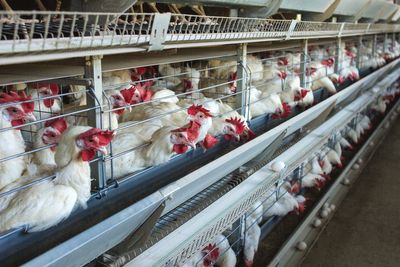 Factory farming could be fuelling spread of common disease which causes food poisoning