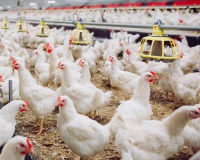 Industrial chicken farming accelerating spread of diarrhoea bacteria, study finds