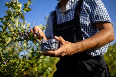 Why Are Your Blueberries Staying Small This Season?