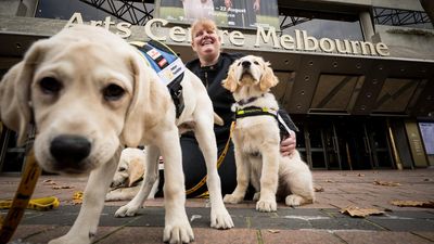 Seeing-eye dog puppies bone up on theatre etiquette
