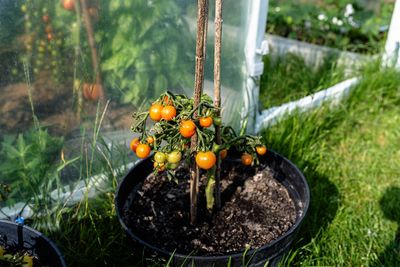 What Should You Do When Potting Soil Pulls Away from the Container?