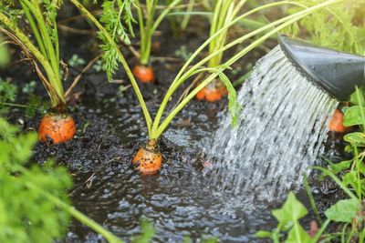 Crops to Sow in July for Cooler-Weather Harvests