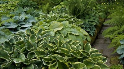 If You Grow Hostas, Don't Skip This Essential Summer Job – It'll Guarantee the Best Display of Vibrant Leaves