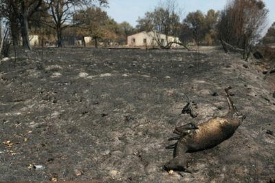 Wildlife face ‘catastrophic’ losses in French blazes