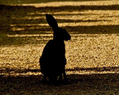 Country diary: Dark against the gold wheat stubble, the hares sit tall like a hieroglyph