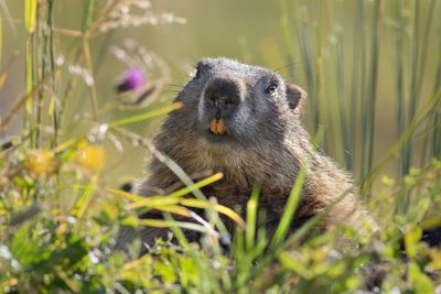 What Are Marmots? Scientists Launch OnlyFans as Trump Funding Cuts Threaten Long-Running Research