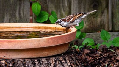 I Moved My Bird Bath to This One Spot in My Garden – Days Later, It Was Full of Robins, Finches and Songbirds