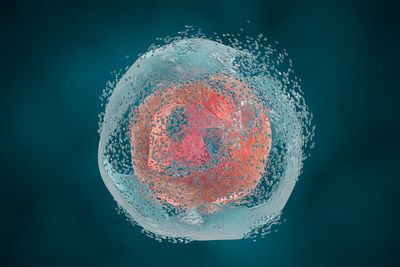 Meet your body’s internal maintenance guy: apoptosis — a hero of healthy ageing