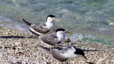 New confirmed bird flu cases raise fears for wildlife