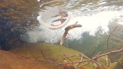 Critically endangered newts released into wild at secret location in Spain