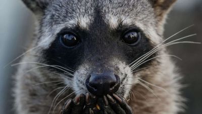 A San Francisco resident kept hearing strange noises behind the wall, days later a racoon broke into the bedroom with her newborn babies