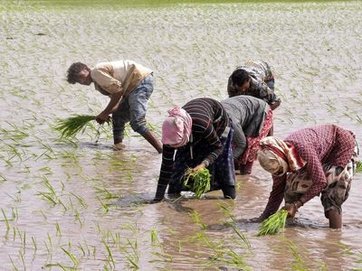 Monsoon revival boosts summer crop planting in India