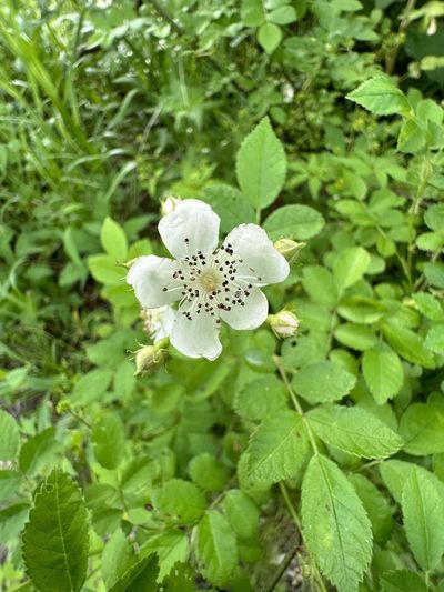 From the 1940s, multiflora rose was widely planted as a living fence; the thorny shrub now infests millions of acres across the eastern US