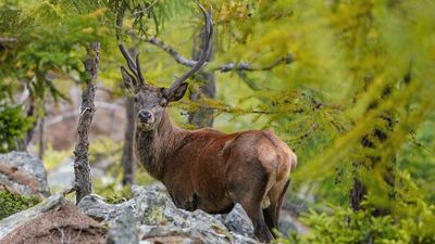 In 1861, an English lord sent three red deer to New Zealand for sport; the animals later multiplied into a costly pest