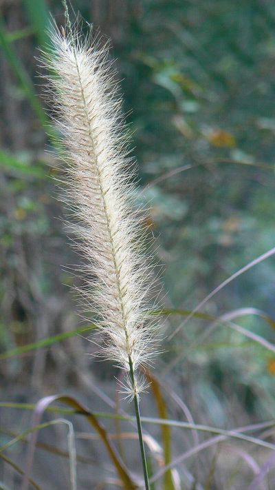 In 1914, Hawaii introduced fountain grass as an ornamental plant; the invasive species now covers around 200,000 acres across Hawaiian Islands and can help wildfires spread across dry land