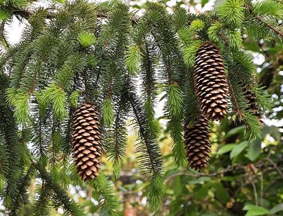 Sweden's spruce plantations are collapsing under bark beetles and drought; one forest owner tore up the industry playbook and planted broadleaves years before the crisis