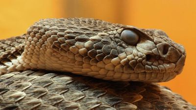 Australian brown snakes change their venom as they age, shifting from lizard-targeting neurotoxins to mammal-targeting blood-clotting toxins