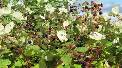 In 1885, Luther Burbank introduced a blackberry that later became one of the West Coast’s most invasive shrubs