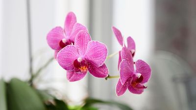 What Your Orchid Needs After Flowering in August – To Set It Up for Even Better Blooms Next Year