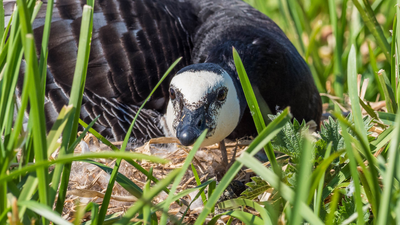 Denmark’s protected geese can cut winter wheat yields by about 7% to 10% when grazing continues into late spring, field data shows