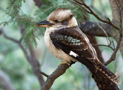 In 1897, Western Australia began releasing hundreds of eastern kookaburras to control snakes; they spread across the south-west and began hunting native birds, lizards and frogs