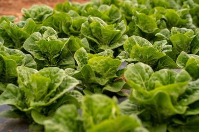 Rep. Garcia Grills Taylor Farms CEO Over Trump Ties Amid Cyclospora Lettuce Outbreak: 'Tried to Distance Themselves...'