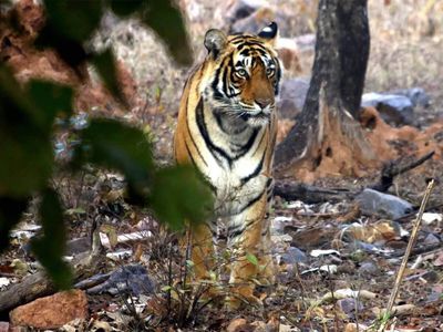 Rajasthan's tiger population rises to 149, Ranthambore houses nearly 50 pc of them