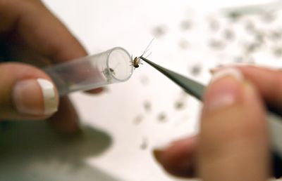 Fresno County Found Its First West Nile Case of 2026 in a Blood Bank, Not a Clinic