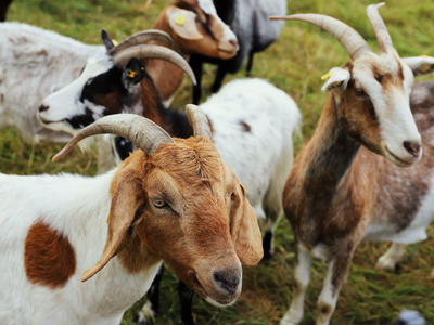 In 1778, Captain James Cook’s crew released goats in Hawaii as a future food source; their descendants damaged native plants and worsened erosion