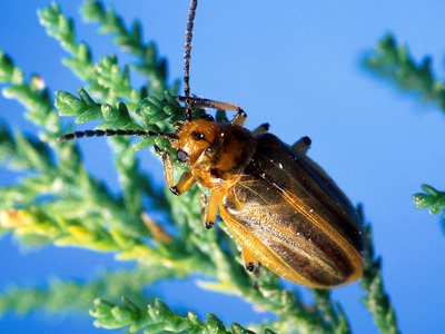 In 2001, a USDA scientist released beetles to destroy an invasive tree, but they eliminated 94% of an endangered bird's habitat along one river