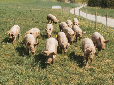 In the 1770s, Captain Cook released pigs and goats in New Zealand to feed future sailors; their feral descendants began destroying native bush
