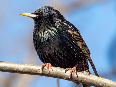 In 1890, Eugene Schieffelin released European starlings in Central Park; within 69 years, their descendants had reached the Pacific
