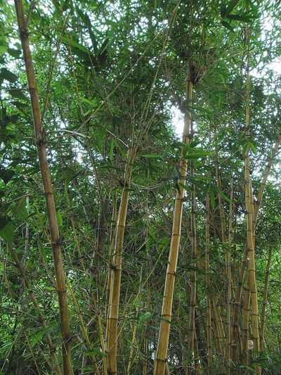 Kenyan farmers are planting bamboo on landslide-prone slopes, but experts say species choice and careful management matter