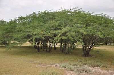 Introduced to Ethiopia decades ago to green drylands, Prosopis juliflora now forms thorny thickets whose water use carries an estimated $790 million agricultural opportunity cost