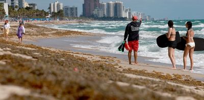 Sargassum, the smelly nemesis of beach vacations, has become a self-sustaining disaster that will keep coming back