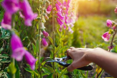 6 Ways to Keep Cut Flowers Fresh Longer After Harvest