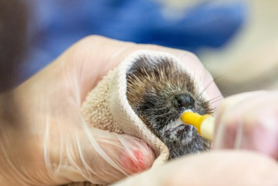 Gardners urged to help hedgehogs as heatwaves leave wildlife centres ‘bursting’