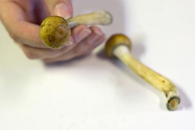 Funny Visions Caused by Suspicious Candy Leaves Children Hospitalized, Highlighting the Dangers of Psychedelic Mushroom Use
