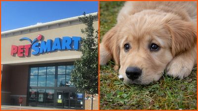 Man takes his Golden Retriever to PetSmart. The dog he got back looked like completely different: ‘Sue everybody’